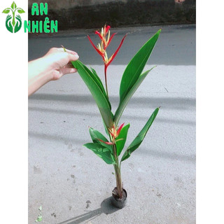 Cây Chuối Mỏ Két