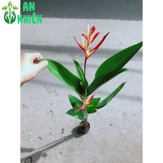 Cây Chuối Mỏ Két