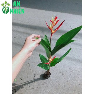 Cây Chuối Mỏ Két