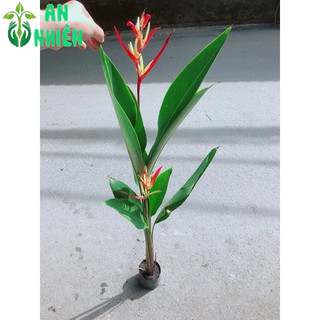 Cây Chuối Mỏ Két