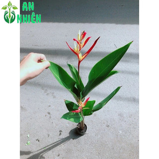 Cây Chuối Mỏ Két