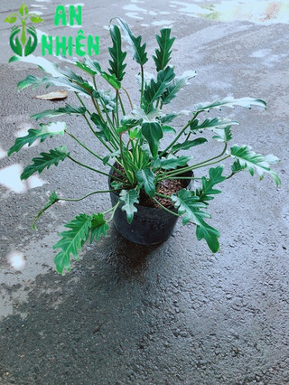 Trầu Bà Chân Vịt
