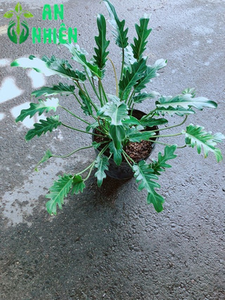 Trầu Bà Chân Vịt