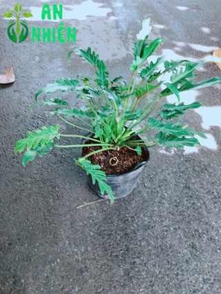 Trầu Bà Chân Vịt