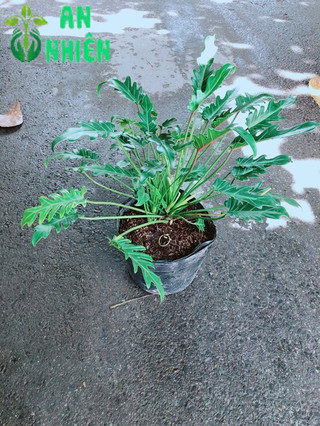 Trầu Bà Chân Vịt