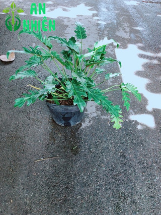 Trầu Bà Chân Vịt