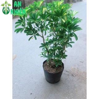 Cây Ngũ Gia Bì Cao 70-80cm(Xuyên Gia Bì, Thích Gia Bì)