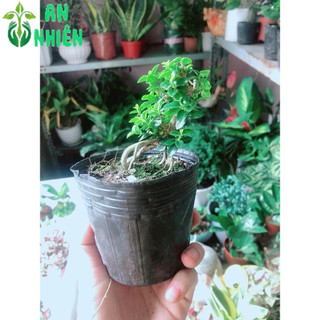 Sam Hương Bonsai