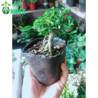 Sam Hương Bonsai