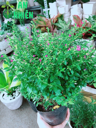 Cây Cẩm Tú Mai