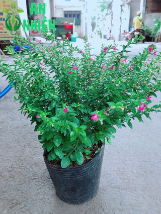 Cây Cẩm Tú Mai
