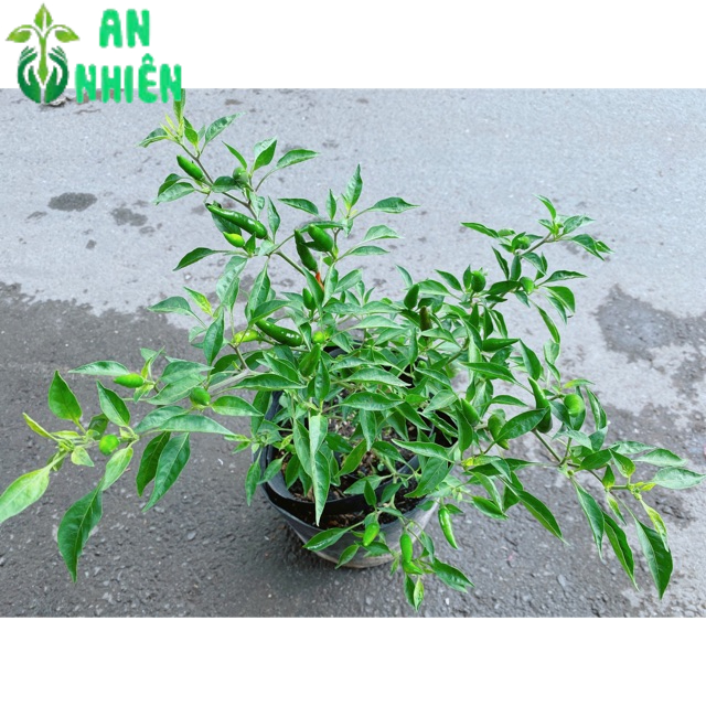 Bụi Ớt Hiểm Trái Lớn