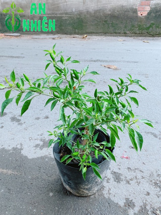 Bụi Ớt Hiểm Trái Lớn
