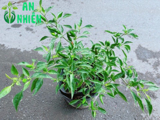 Bụi Ớt Hiểm Trái Lớn