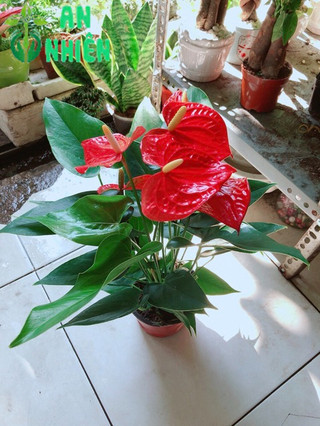 Cây Hồng Môn