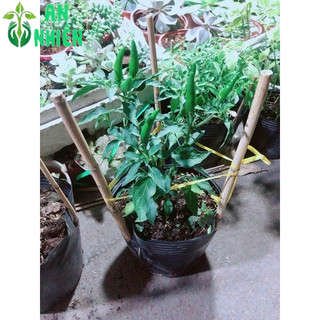 Bụi Ớt Chỉ Thiên