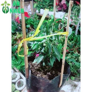 Bụi Ớt Chỉ Thiên