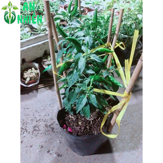 Bụi Ớt Chỉ Thiên