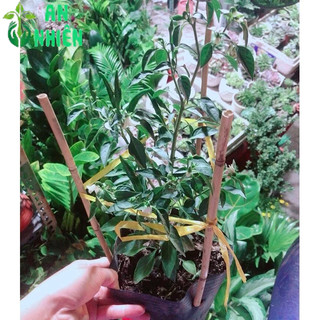 Bụi Ớt Chỉ Thiên
