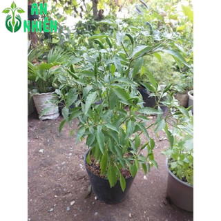Bụi Ớt Chỉ Thiên