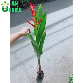 Cây Chuối Mỏ Két