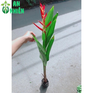 Cây Chuối Mỏ Két