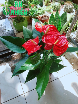 Cây Hồng Môn