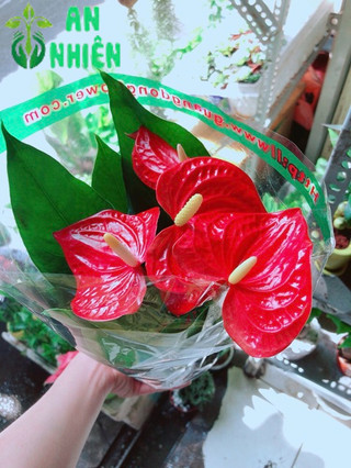 Cây Hồng Môn