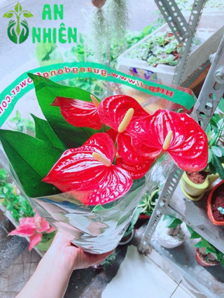 Cây Hồng Môn