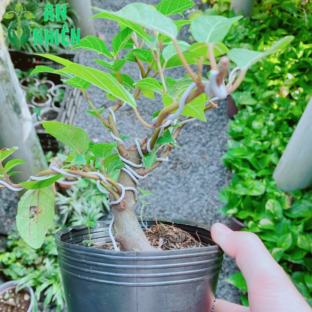 Cây Sung Bonsai