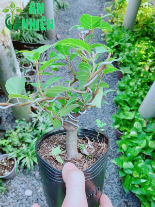Cây Sung Bonsai