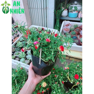Hoa mười giờ (10h)