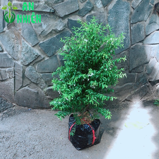 Cây Mai Chiếu Thuỷ 60-80cm