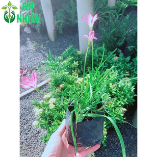 Hoa Huệ Mưa (hoa tóc tiên)