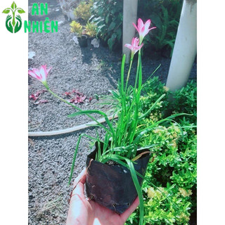 Hoa Huệ Mưa (hoa tóc tiên)