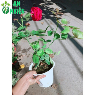 Hoa Hồng Leo