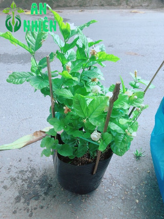Cây Hoa Nhài Có Sẵn Hoa