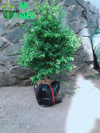 Cây Mai Chiếu Thuỷ 60-80cm