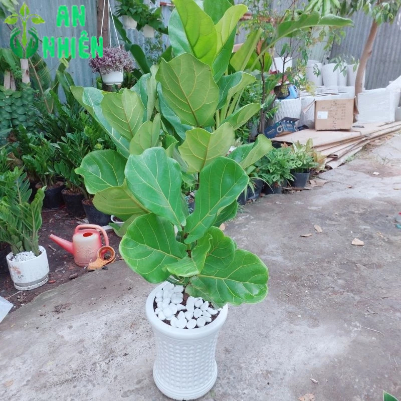 Chậu Cây Bàng Singapore Cao 1m