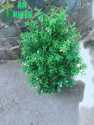 Cây Mai Chiếu Thuỷ 60-80cm