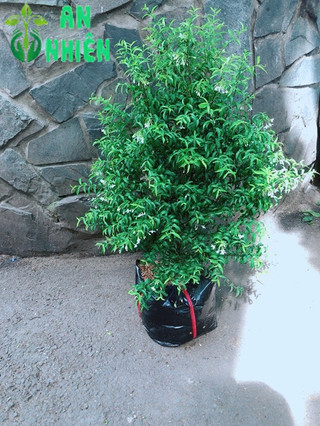 Cây Mai Chiếu Thuỷ 60-80cm