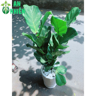 Chậu Cây Bàng Singapore Cao 1m