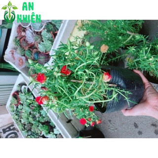 Hoa mười giờ (10h)