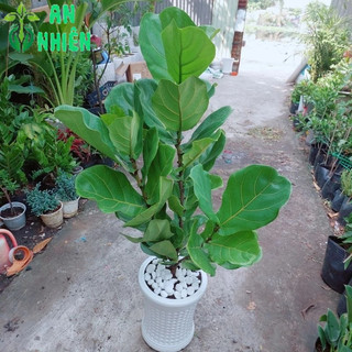 Chậu Cây Bàng Singapore Cao 1m