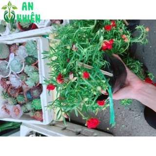Hoa mười giờ (10h)
