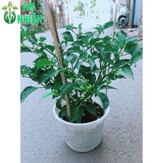 Chậu Ớt Kiểng Trái Tim Hàng Đẹp