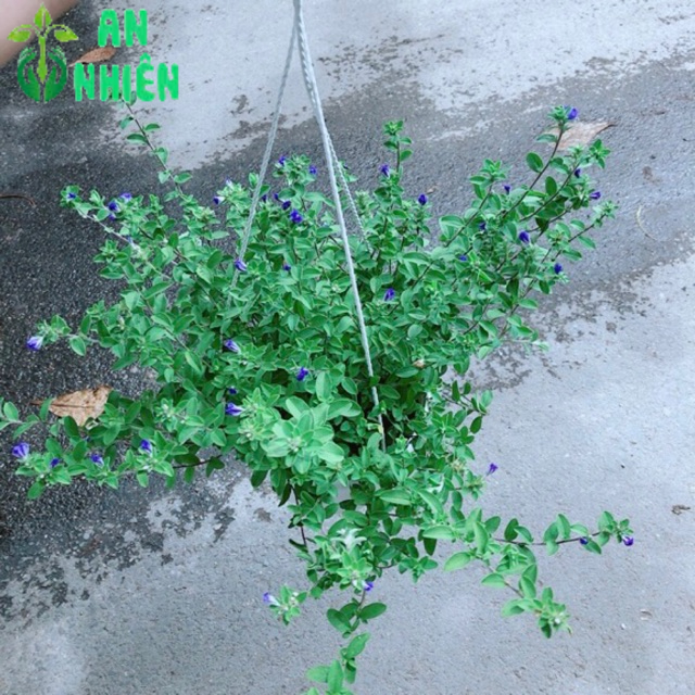 Chậu hoa thanh tú