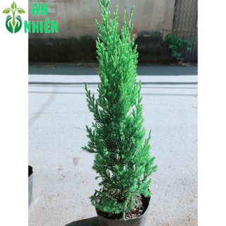 Cây Tùng Cao 40cm (tính cả bầu )