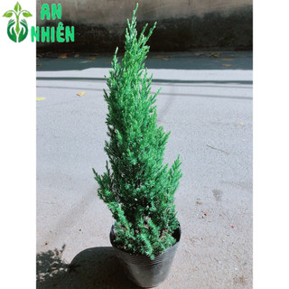 Cây Tùng Cao 40cm (tính cả bầu )