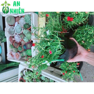 Hoa mười giờ (10h)